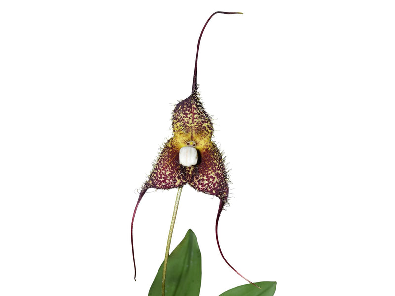 Dracula chimaera f. klisiocheilos