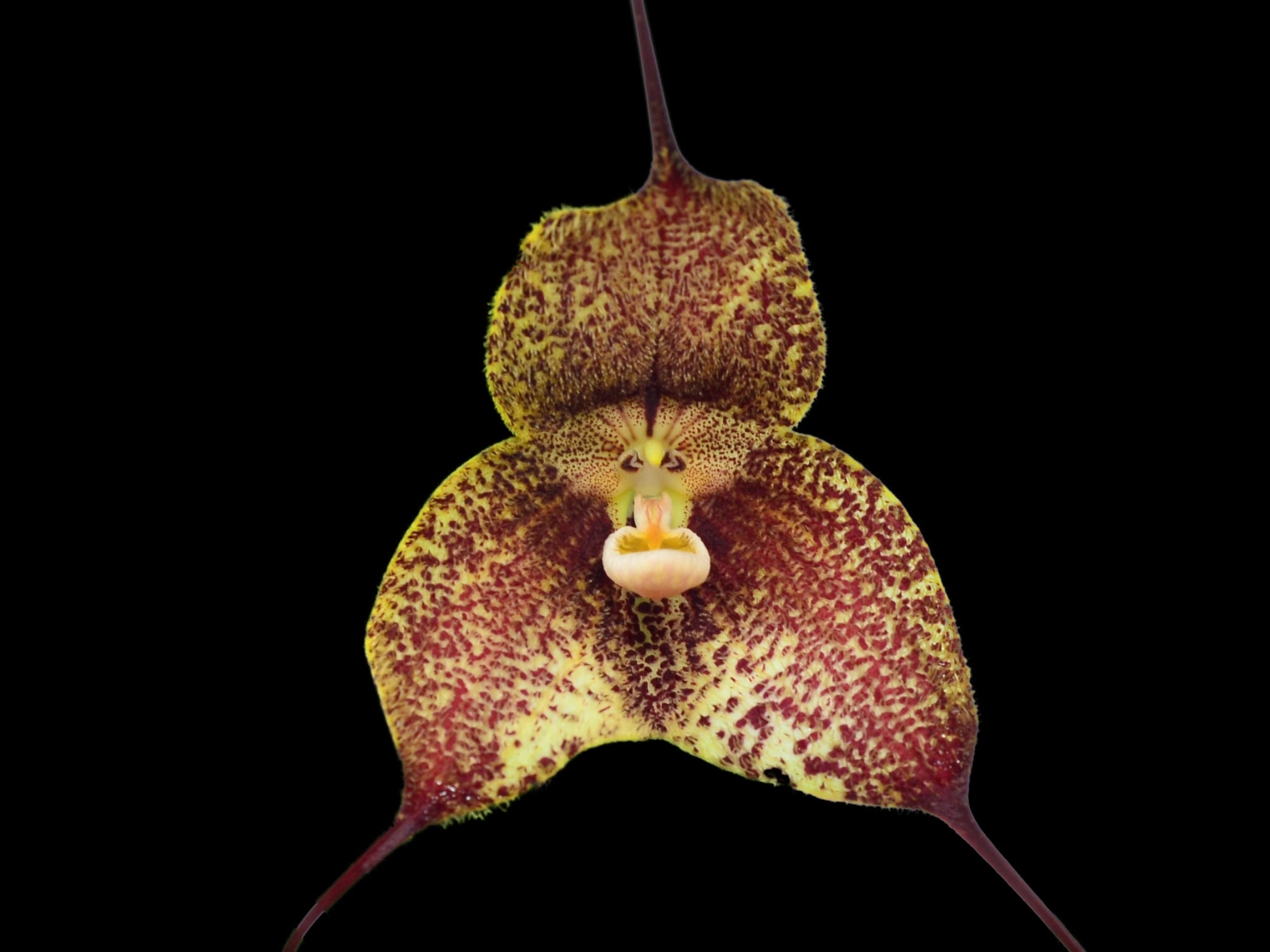 Dracula chiroptera 'Uzhupud'