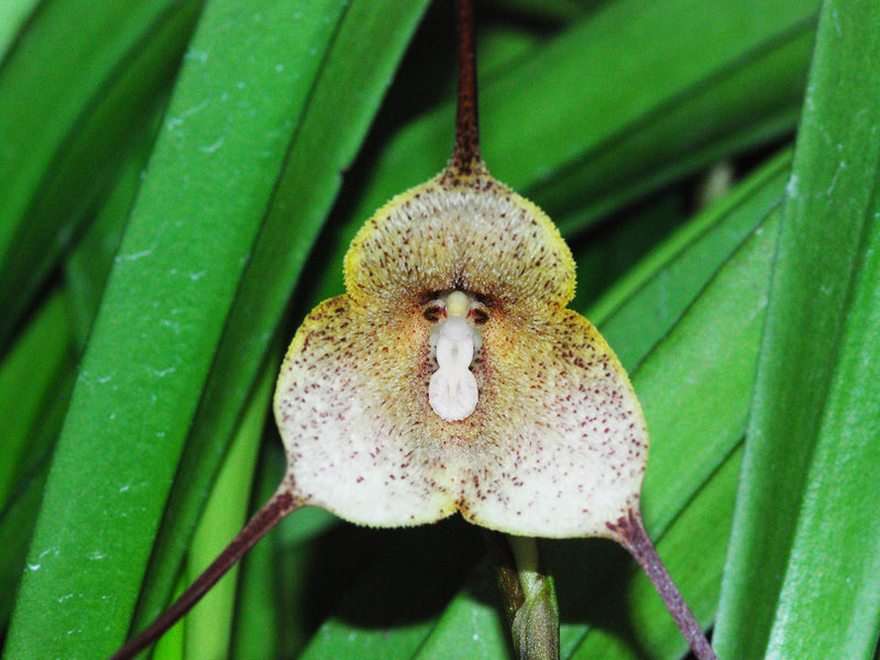 Dracula dalessandroi