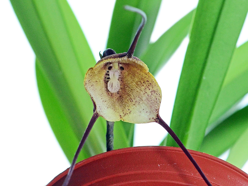 Dracula dalessandroi