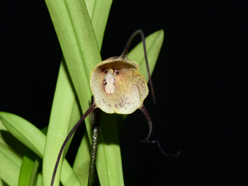 Dracula dalessandroi