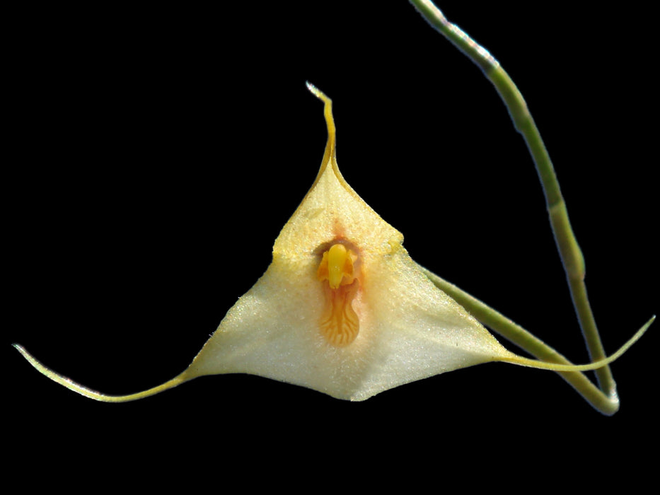 Dracula deltoidea