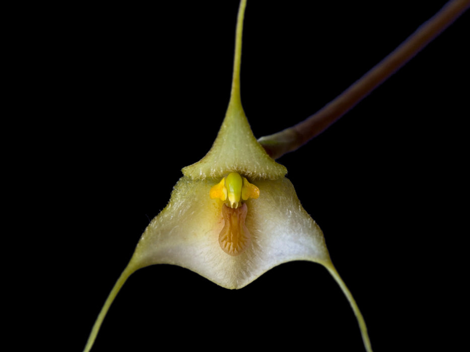 Dracula deltoidea