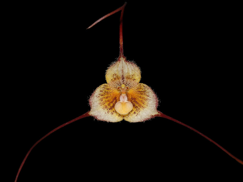 Dracula diana semialba