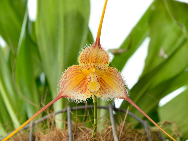 Dracula diana xanthina