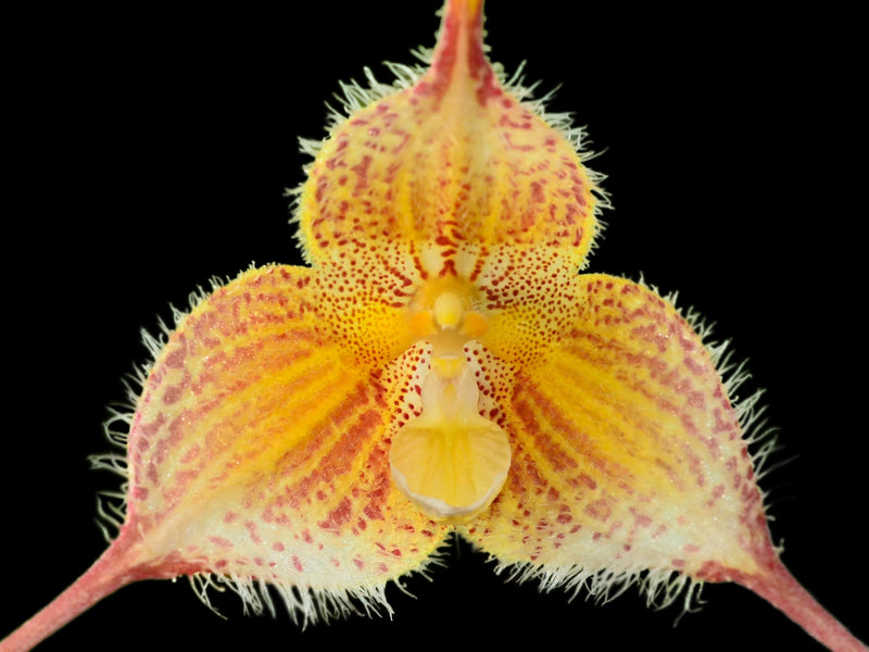 Dracula diana xanthina