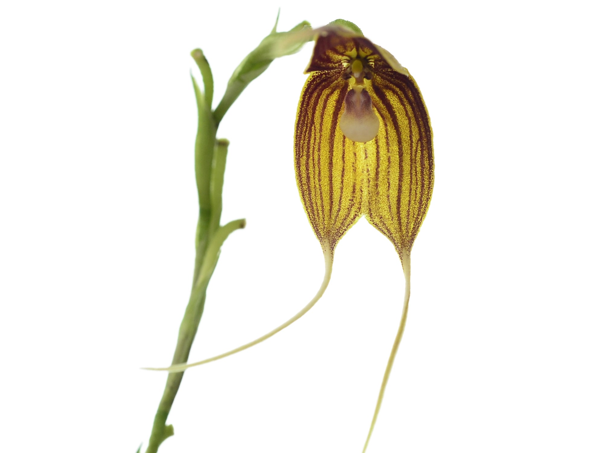 Dracula dodsonii