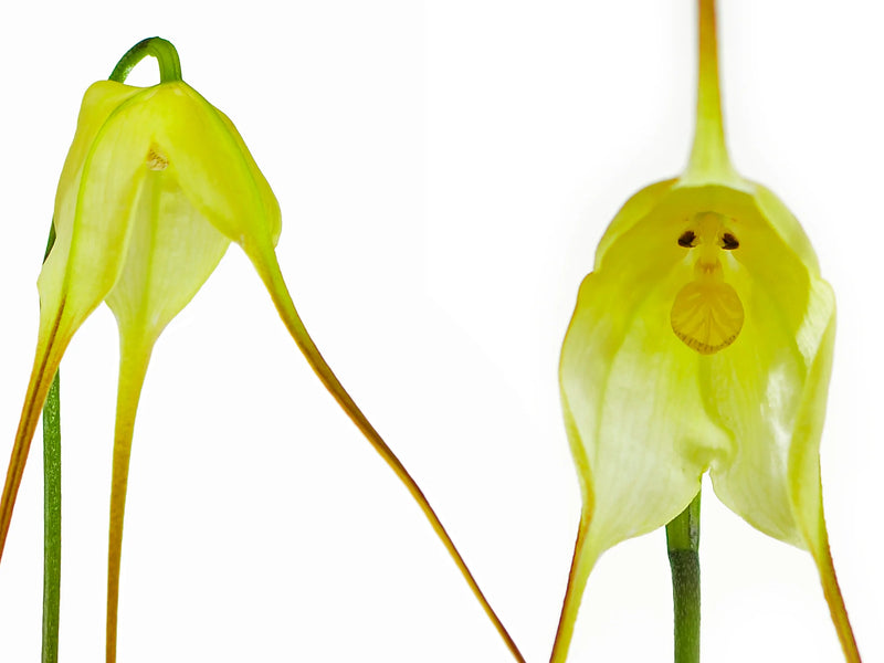 Dracula gigas f. xanthina