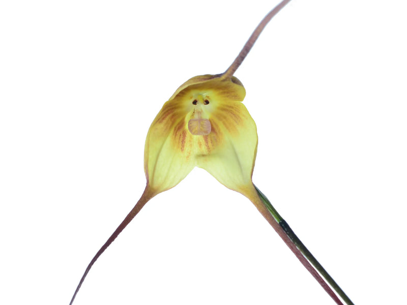 Dracula gigas f. xanthina 'Gigi'