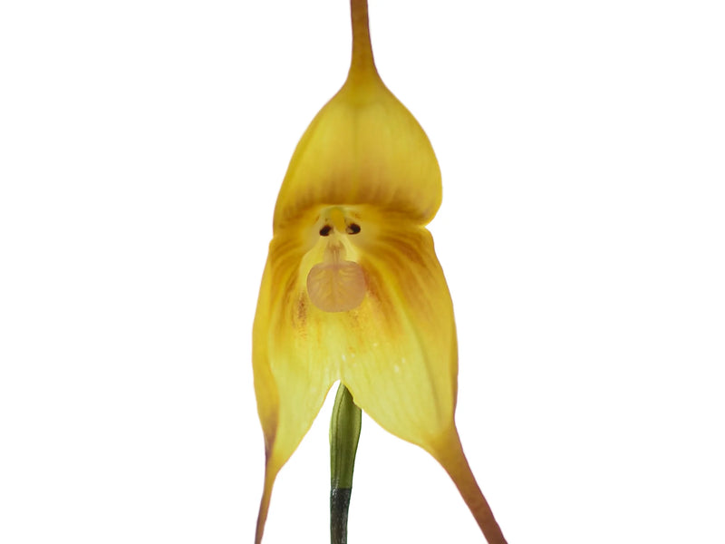 Dracula gigas f. xanthina 'Gigi'