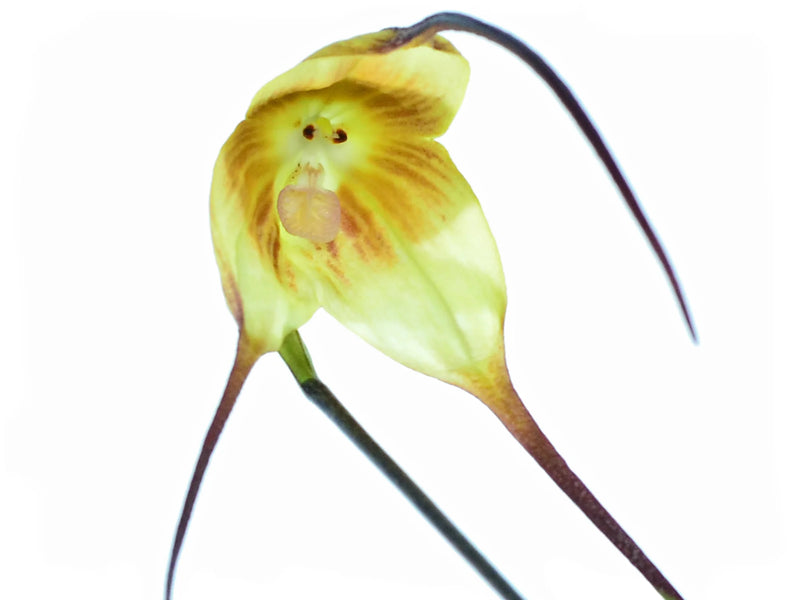 Dracula gigas f. xanthina