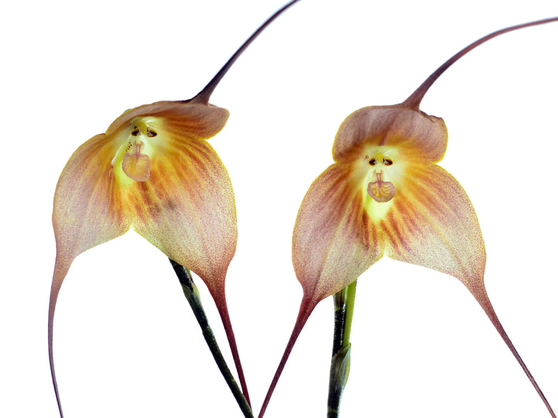 Dracula gigas nice clone