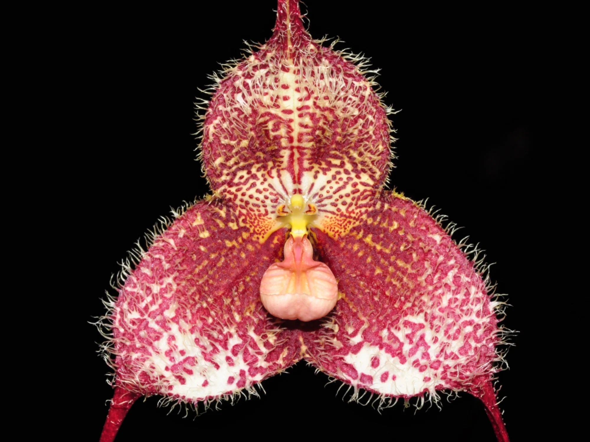 Dracula gorgona red