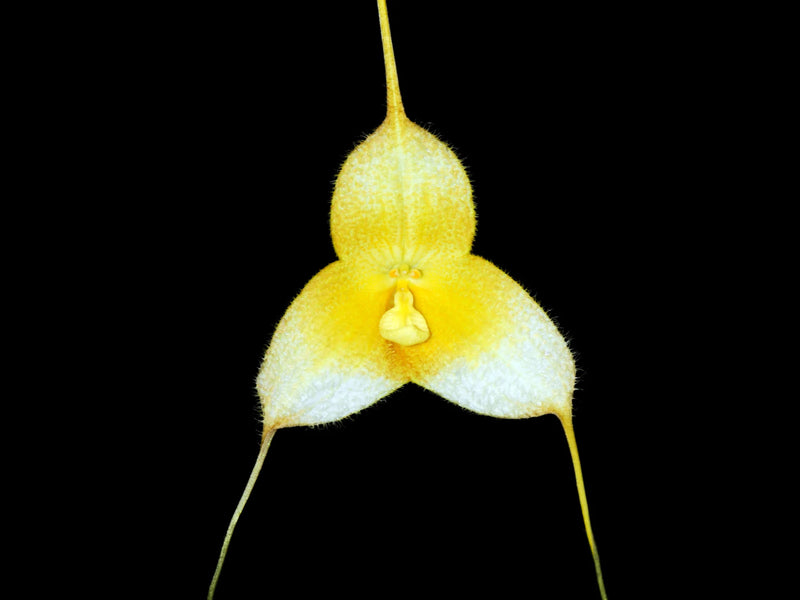 Dracula gorgona f. xanthina