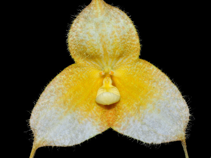 Dracula gorgona f. xanthina