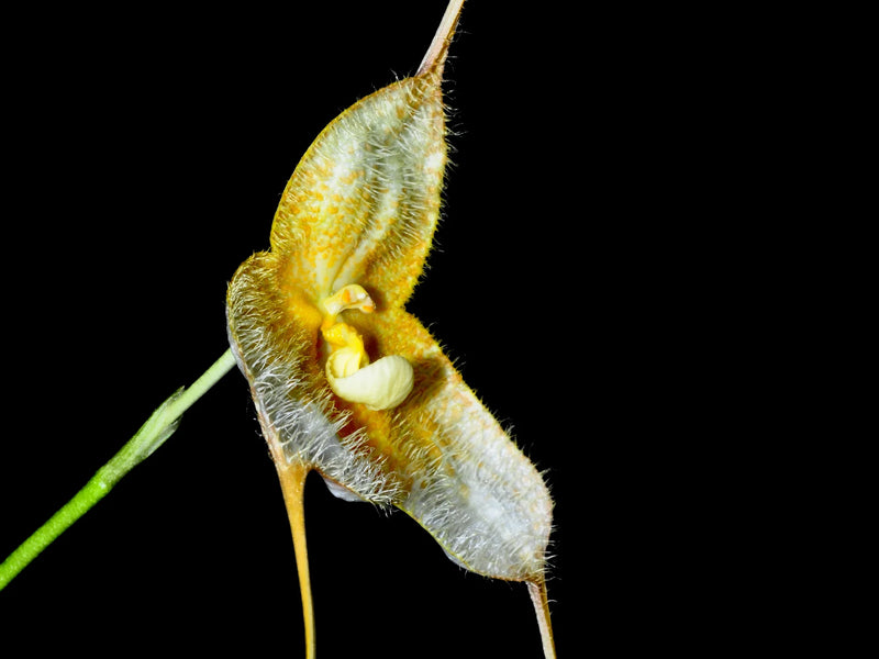 Dracula gorgona f. xanthina