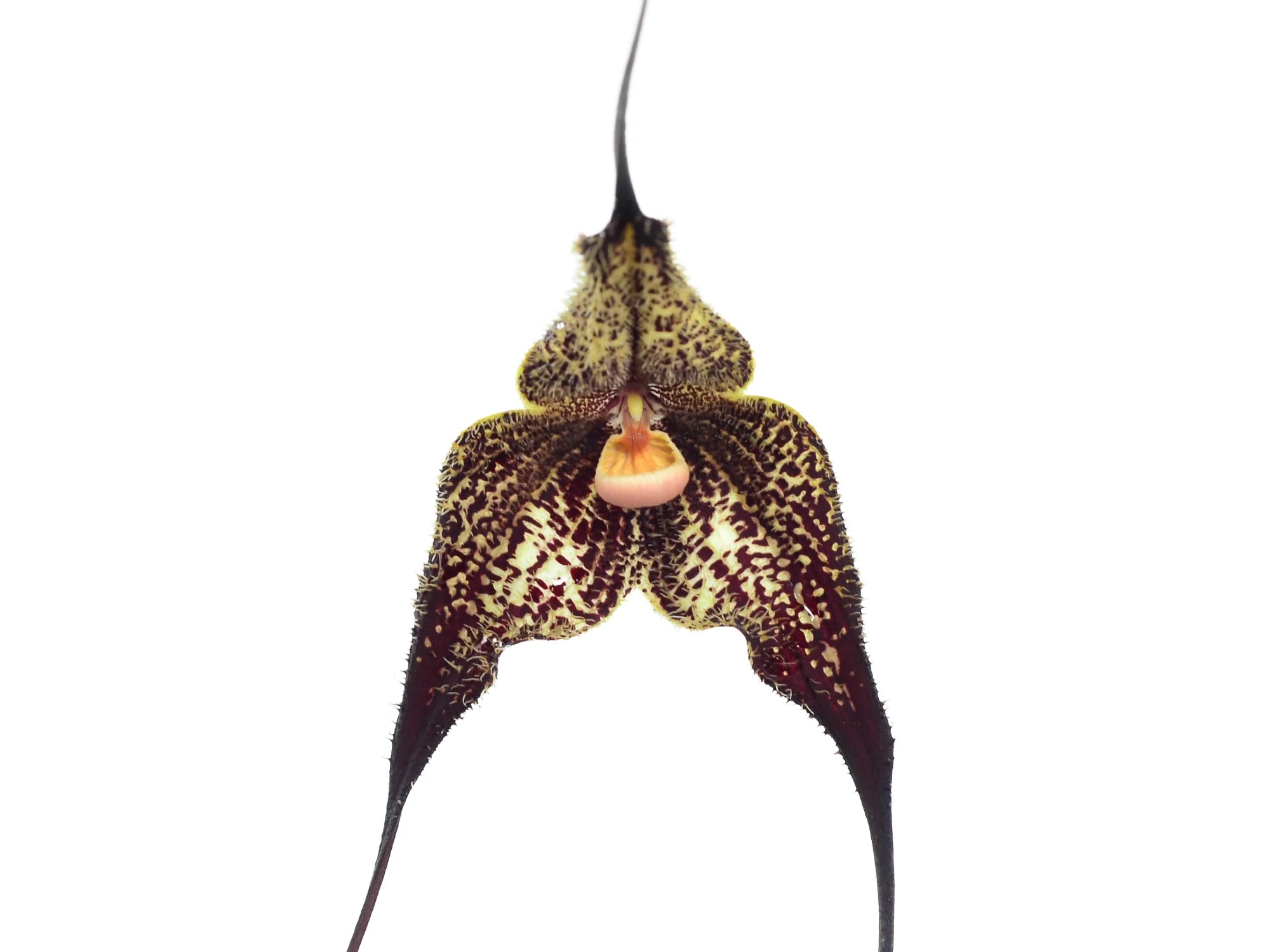Dracula gorgona type