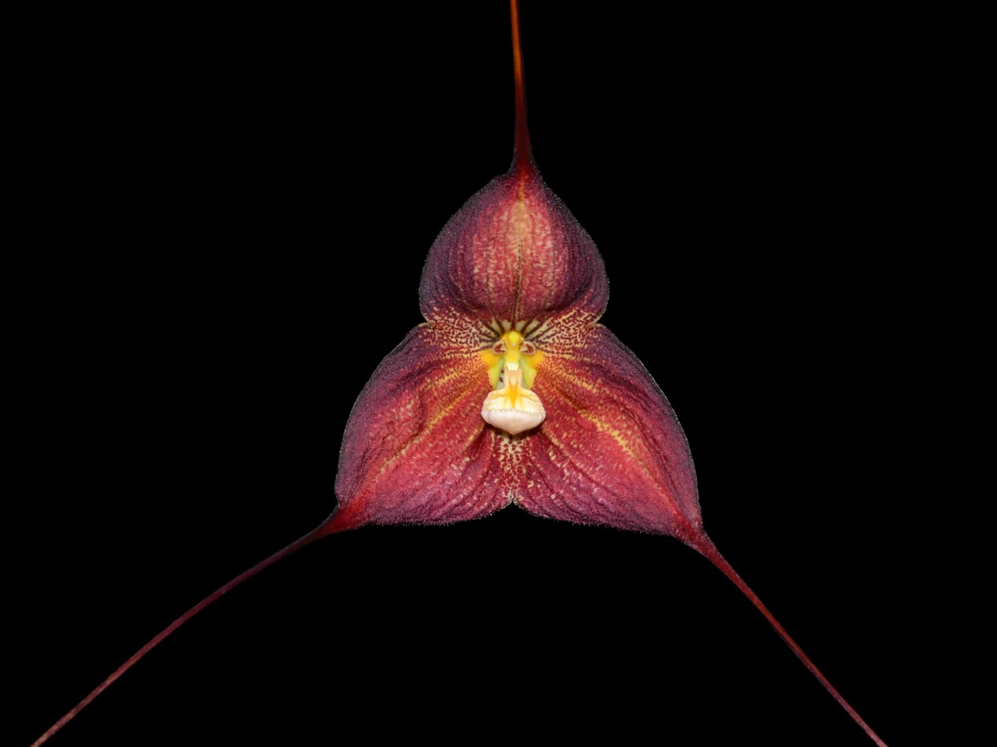 Dracula hirtzii dark