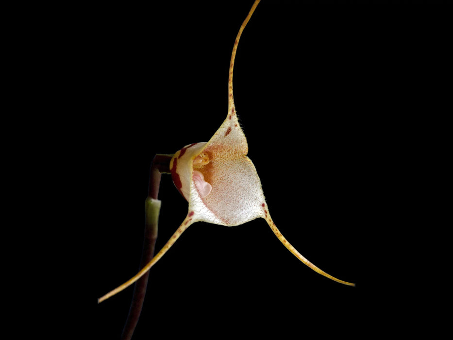 Dracula inaequalis