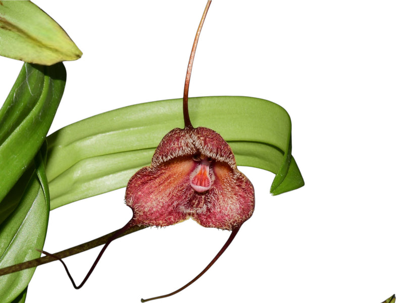 Dracula kareniae 'Machangara'