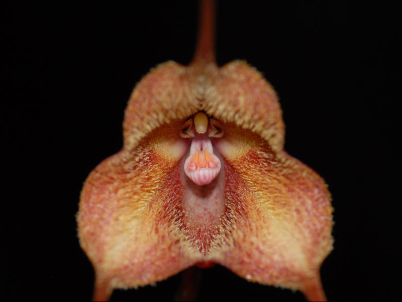 Dracula kareniae 'Naranjita'