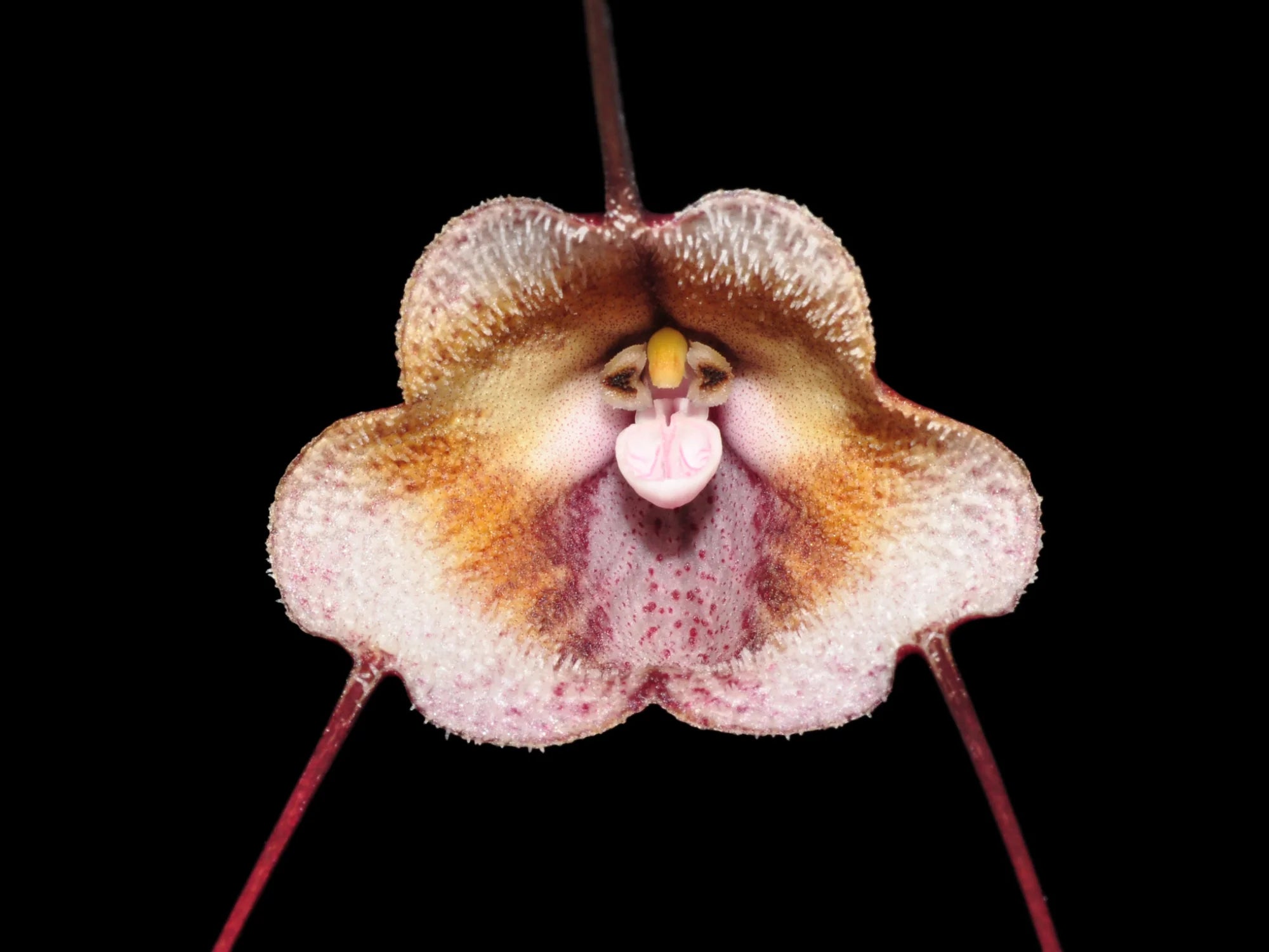 Dracula kareniae