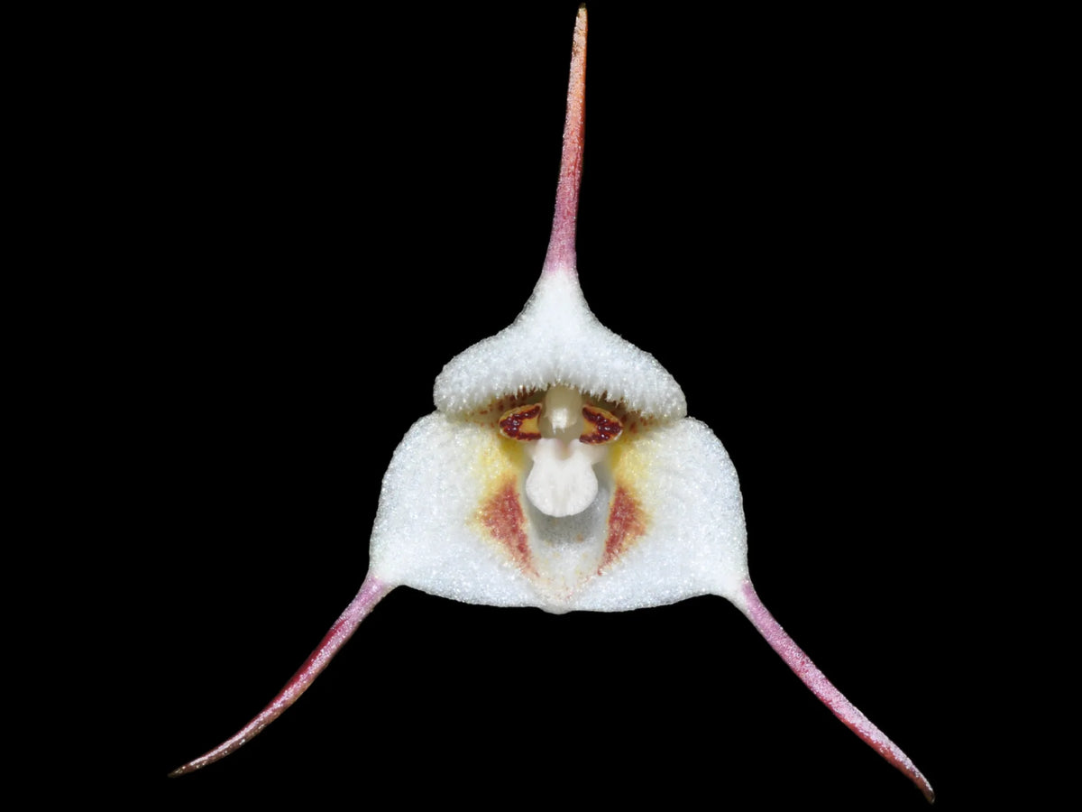 Dracula lotax — Ecuagenera Orquídeas del Ecuador