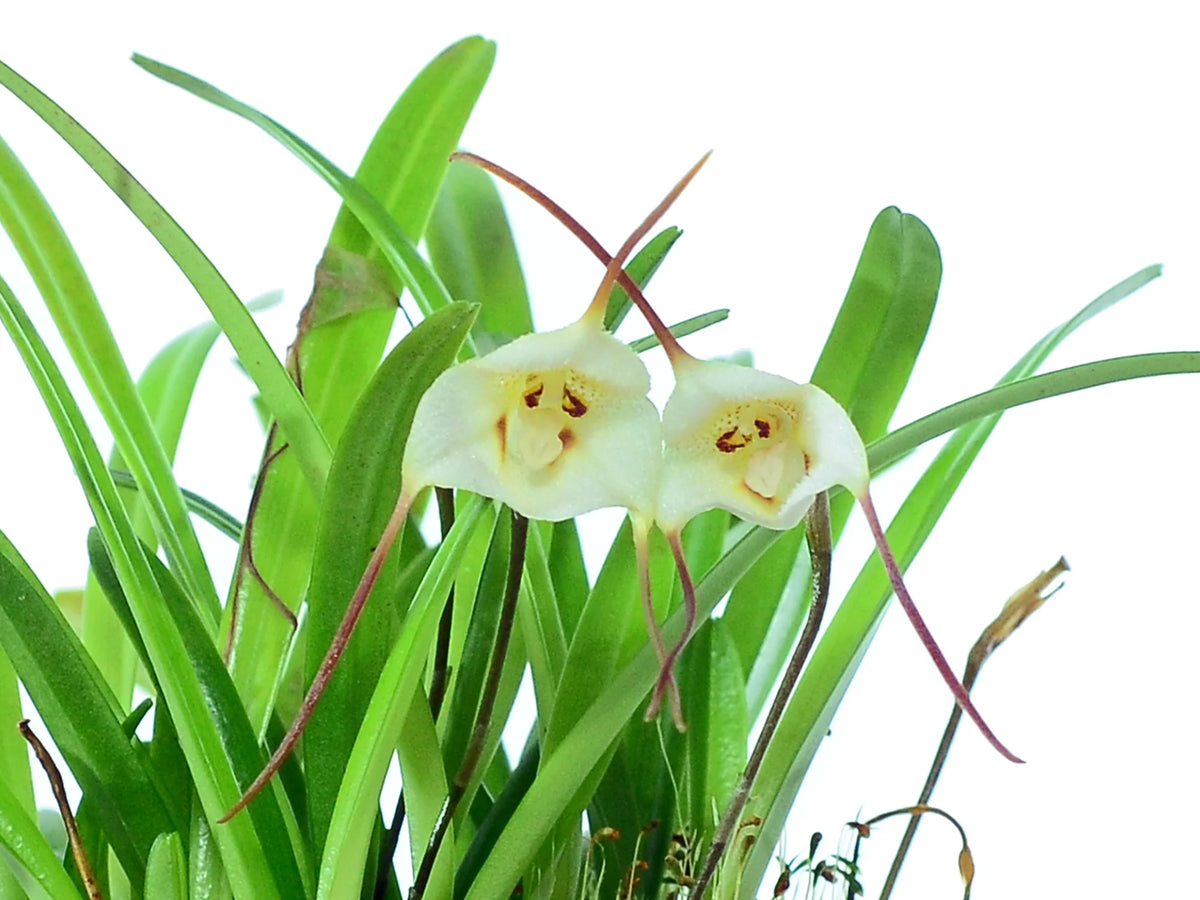 Dracula lotax – Miniature Cool Dracula Orchid Species from Ecuador ...