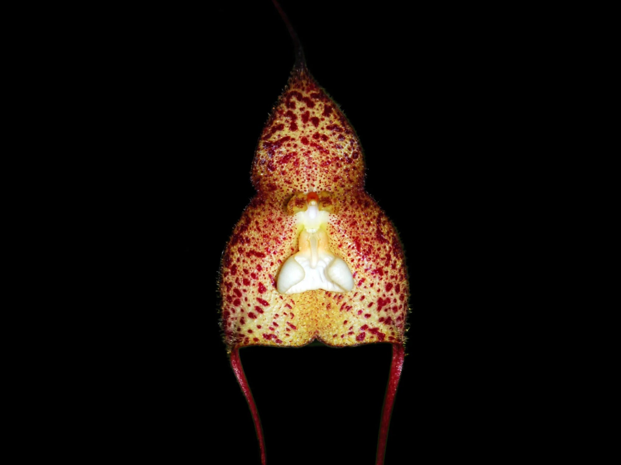 Dracula nycterina