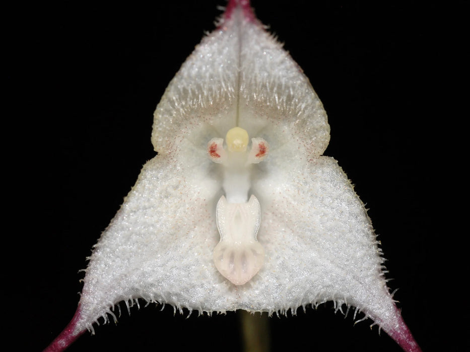 Dracula olmosii