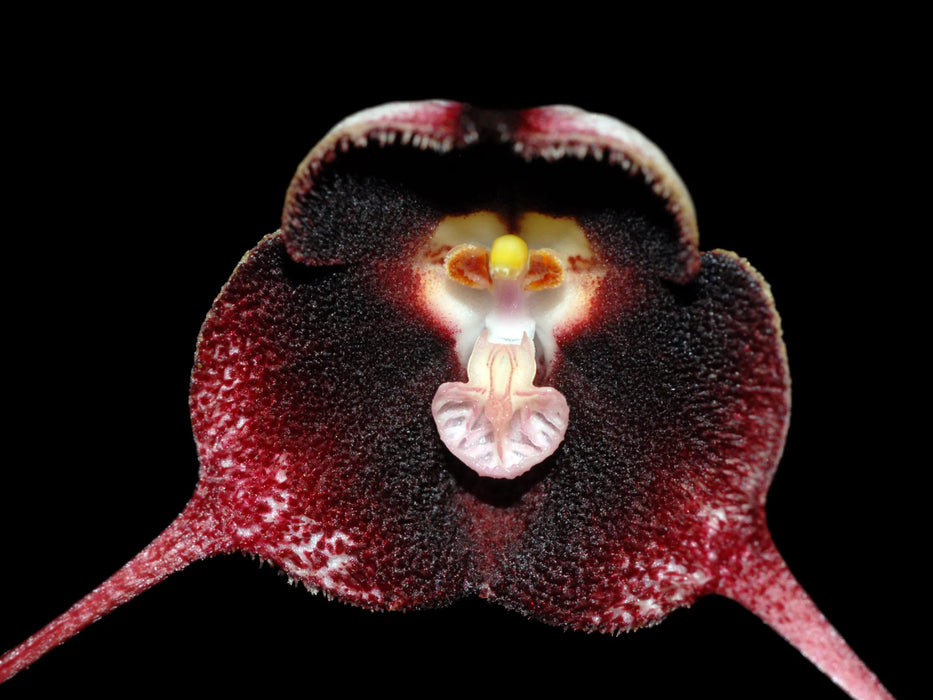 Dracula pholeodytes