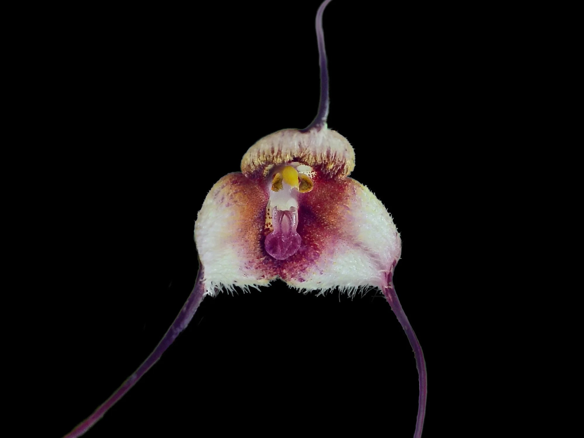 Dracula posadarum