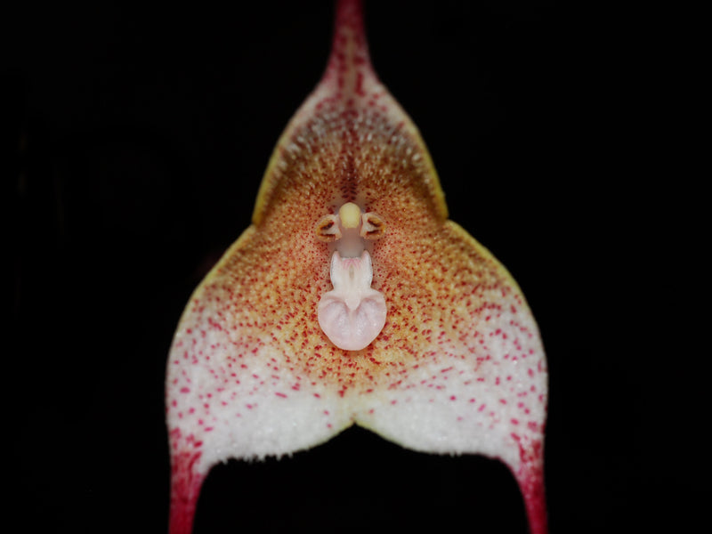 Dracula psittacina 1