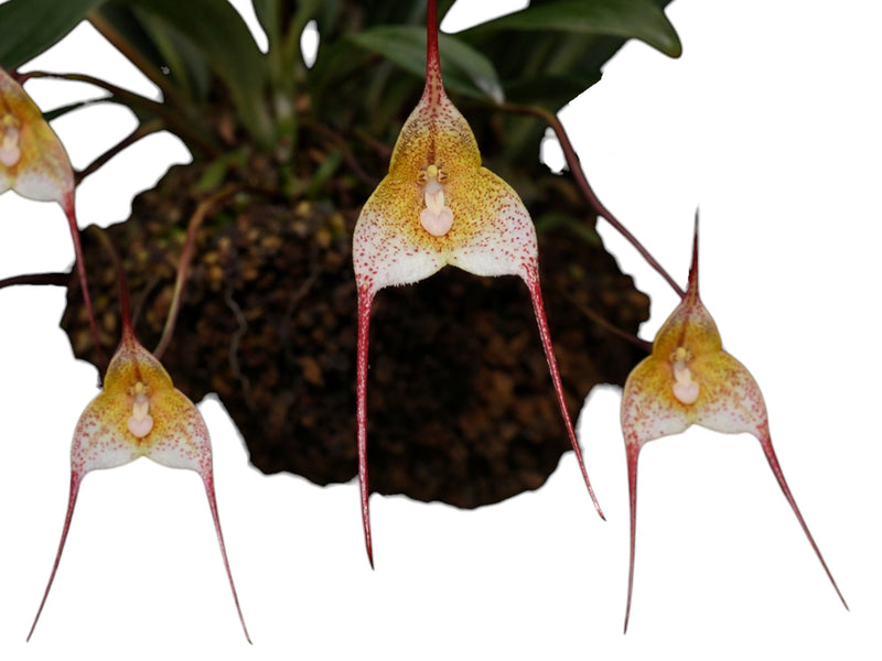 Dracula psittacina 1