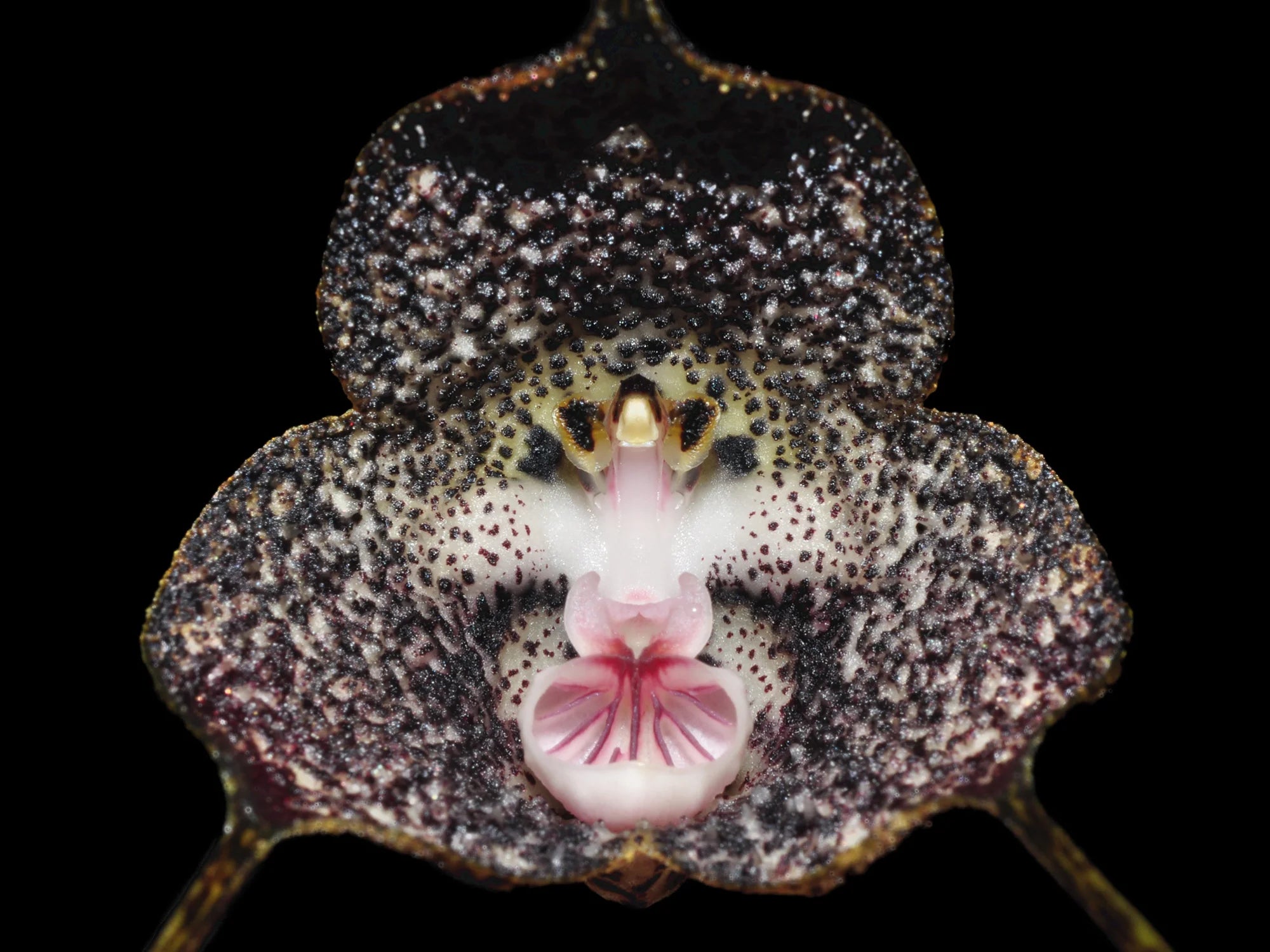 Dracula radiella