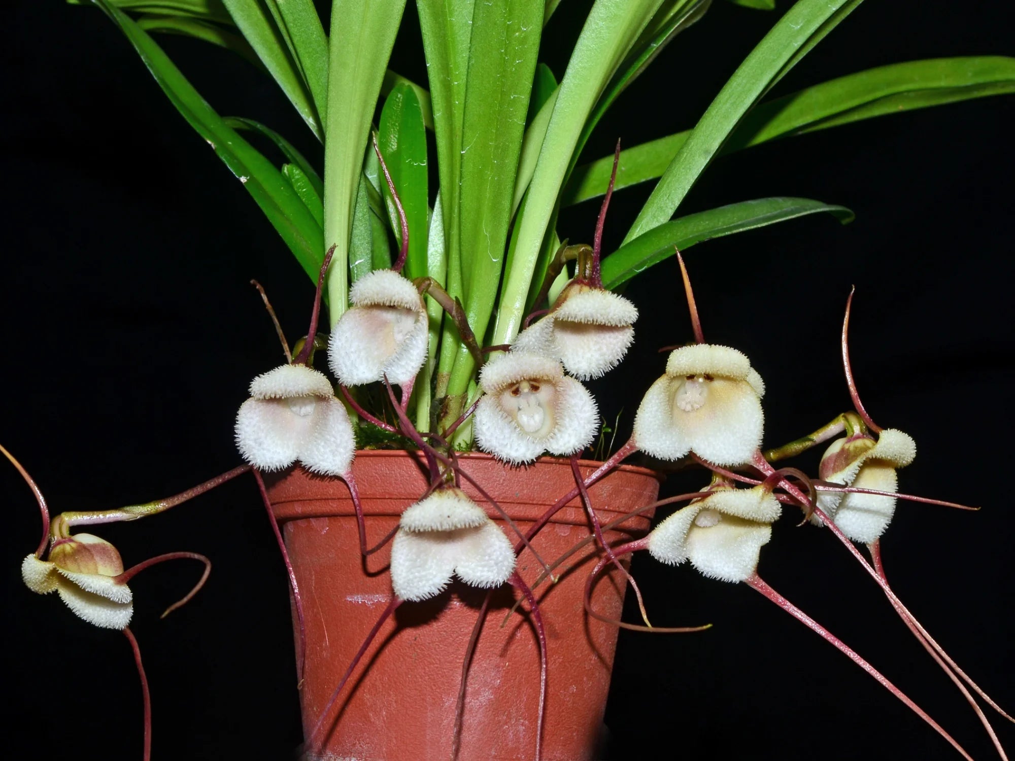 Dracula saulii