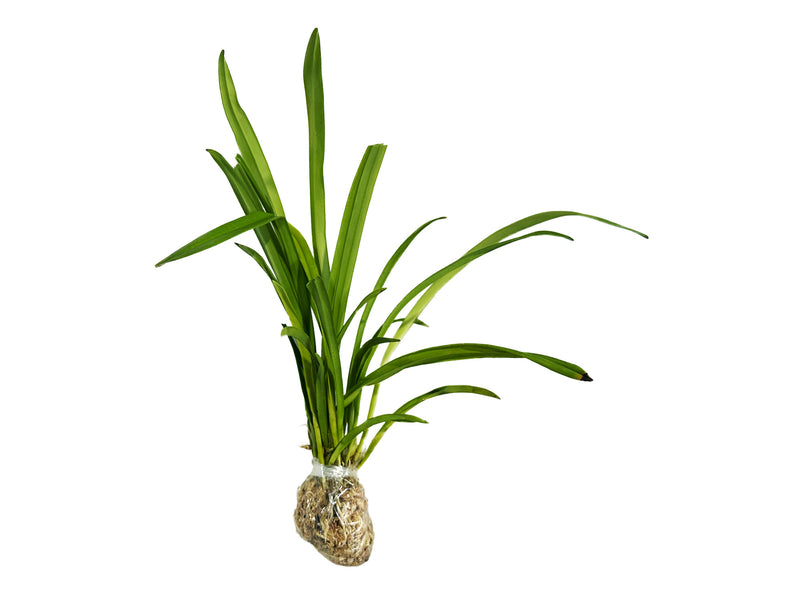dracaena del dr simi Dracula simia — Ecuagenera Orquídeas del Ecuador