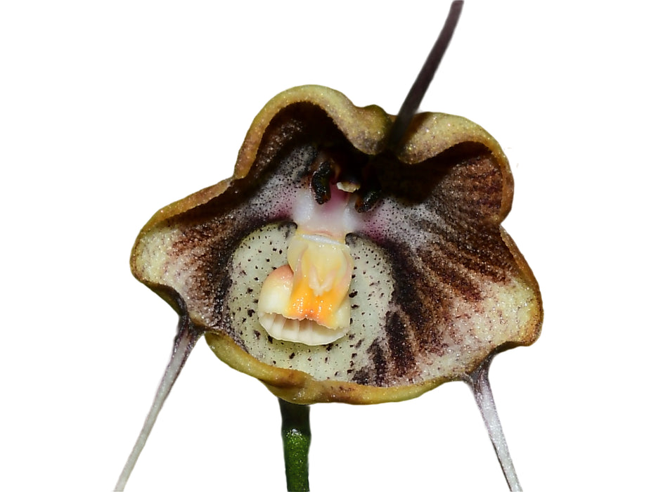 Dracula trigonopetala