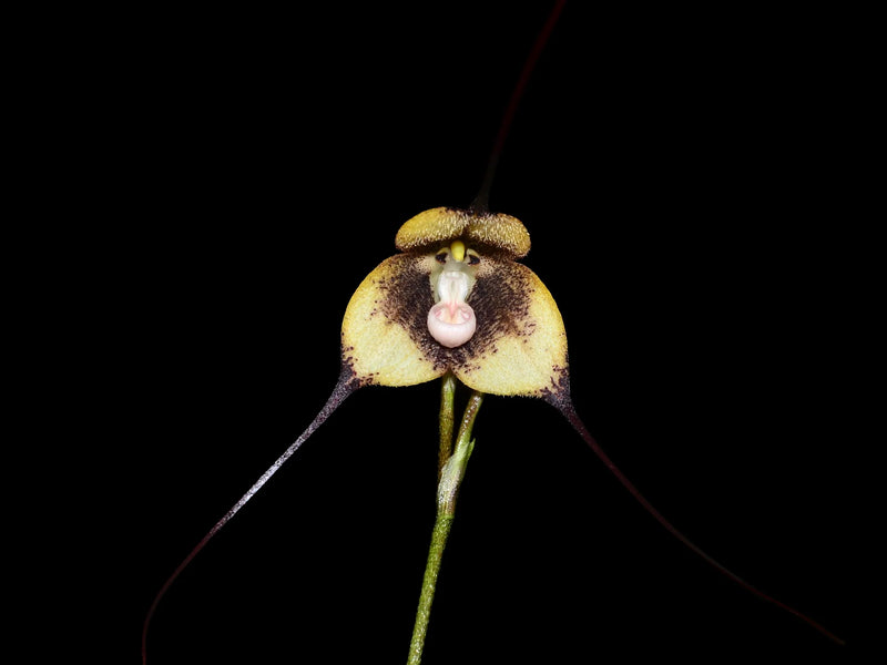 Dracula tsubotae type