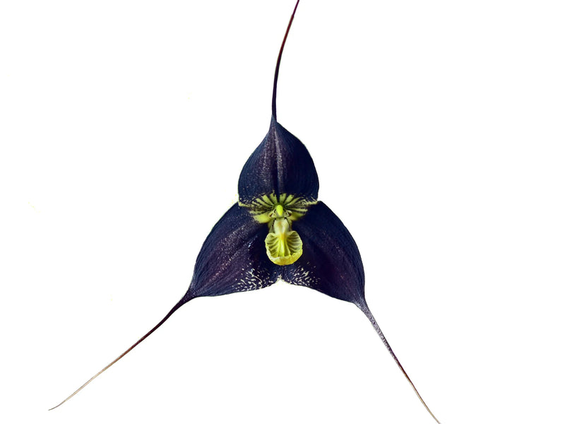 Dracula ubangina Juan