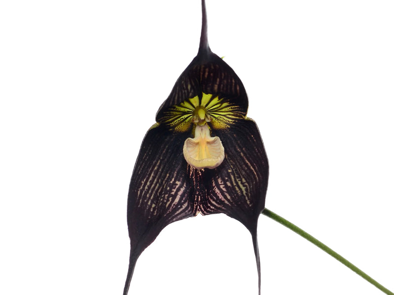 Dracula vampira 'Gualaceo'