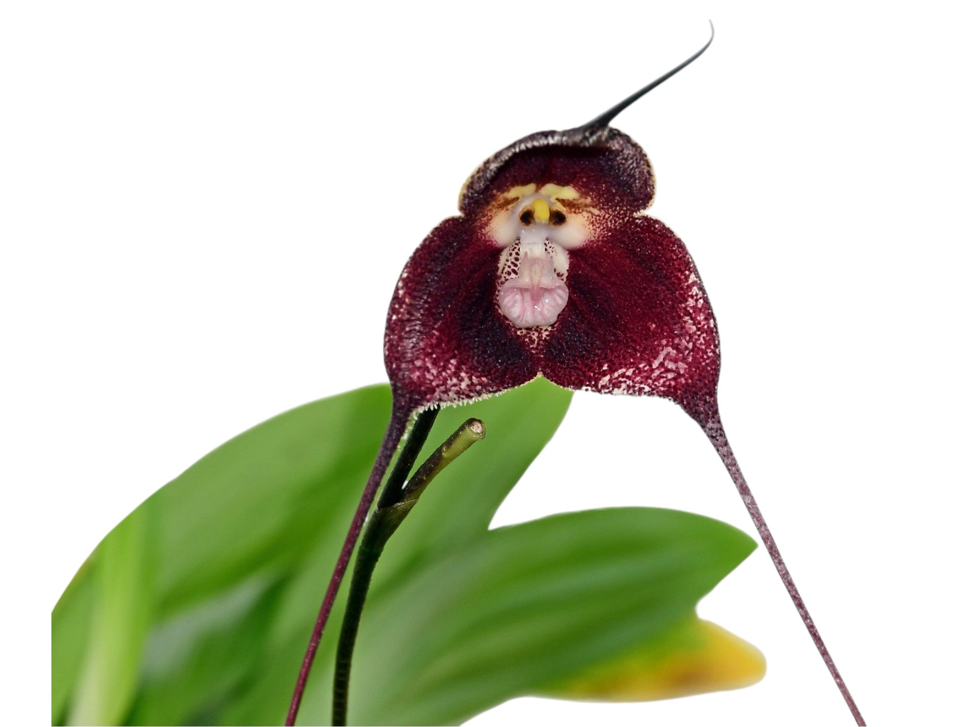 Dracula vinacea