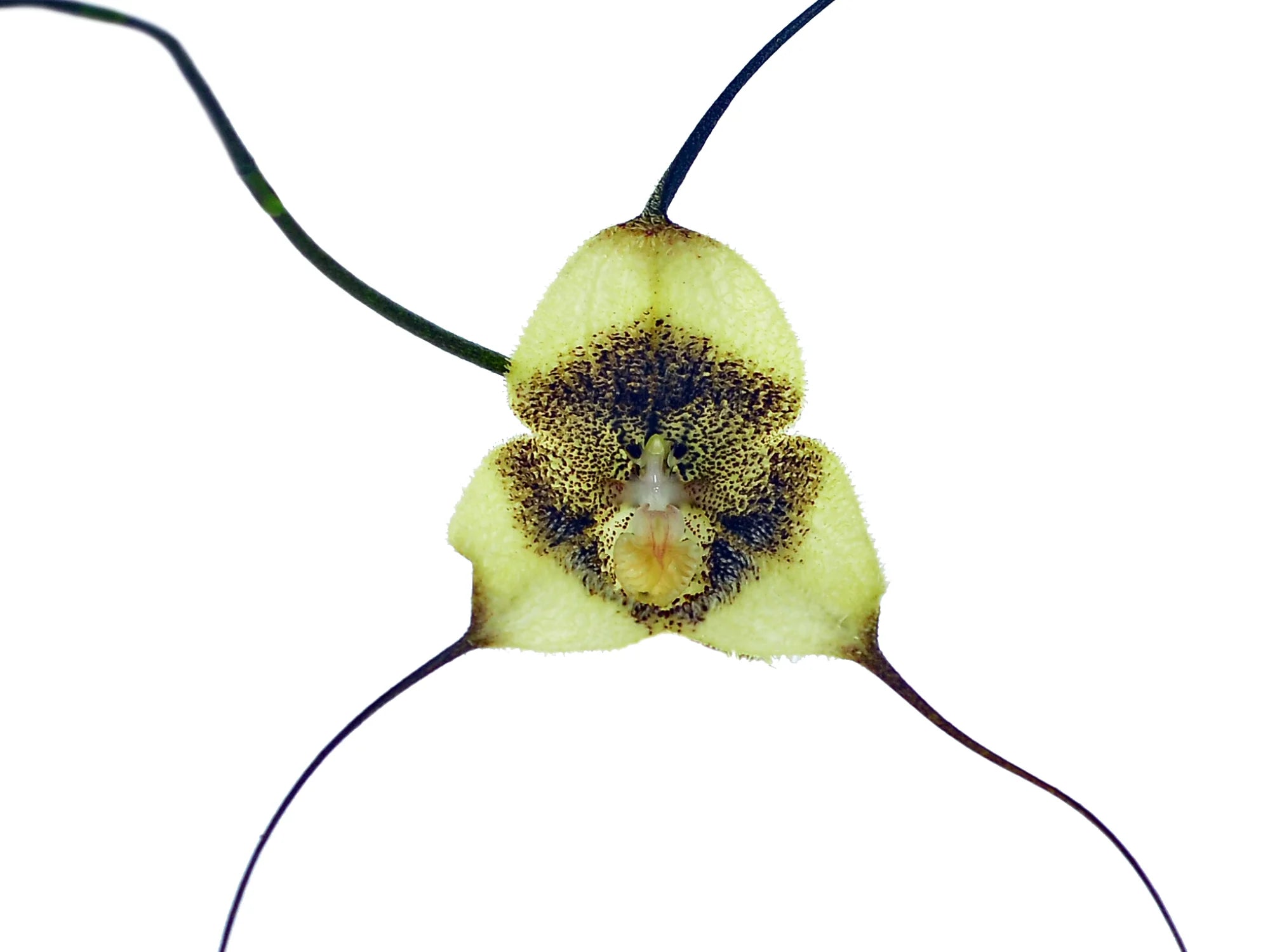 Dracula vlad-tepes, image size:2000x1500