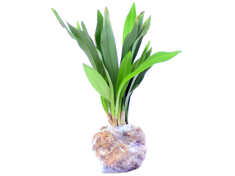 dracula house plant Dracula wallisii — Ecuagenera Orquídeas del Ecuador