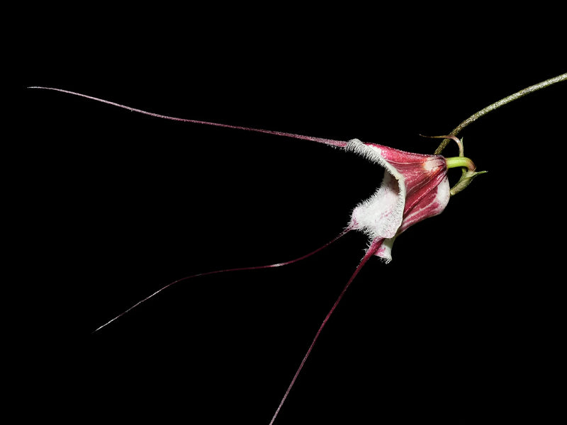 Dracula x kareniae 'Atardecer'