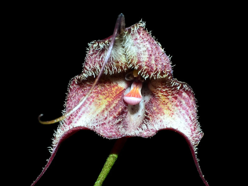 Dracula x kareniae 'Cafecita'