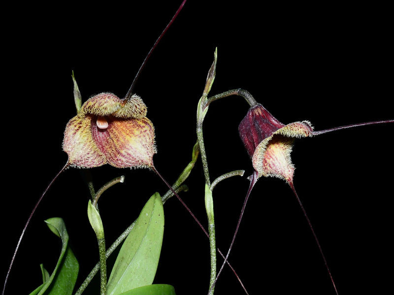 Dracula x kareniae 'Cafecita'