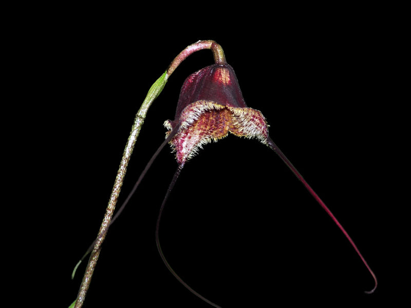 Dracula x kareniae 'Cafecita'