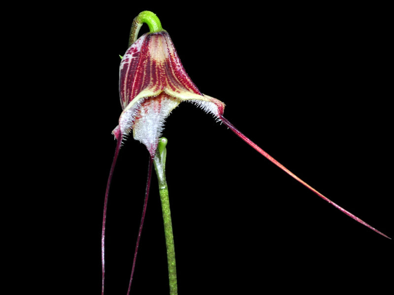 Dracula x kareniae 'Canosita'