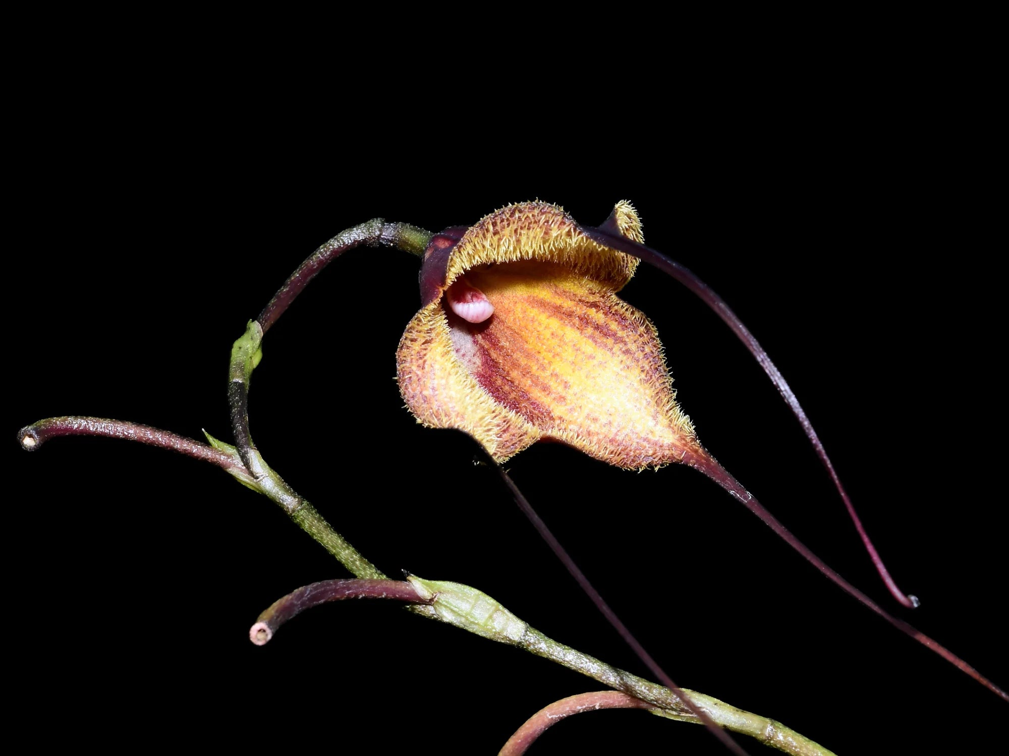 Dracula x kareniae 'Chocolate'